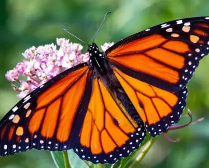 Estas mariposas hermosas habitan en Tamaulipas