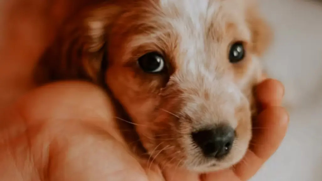 Gobierno de Altamira invita a celebrar el día del perro con sorpresas para tu mascota y adopciones