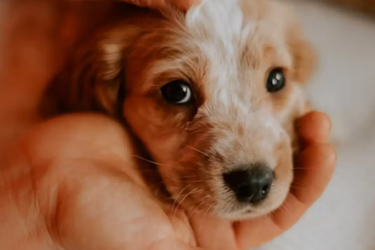 Celebra el Día del Perro en Altamira el 21 de julio con AdoptaFest y disfruta de adopciones y sorpresas para tu mascota
