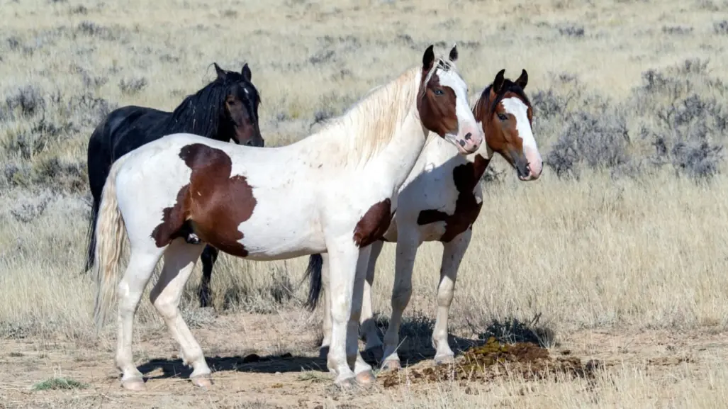 Esto te cuesta en Durango, por mes, el cuidado de un caballo por parte de especialistas