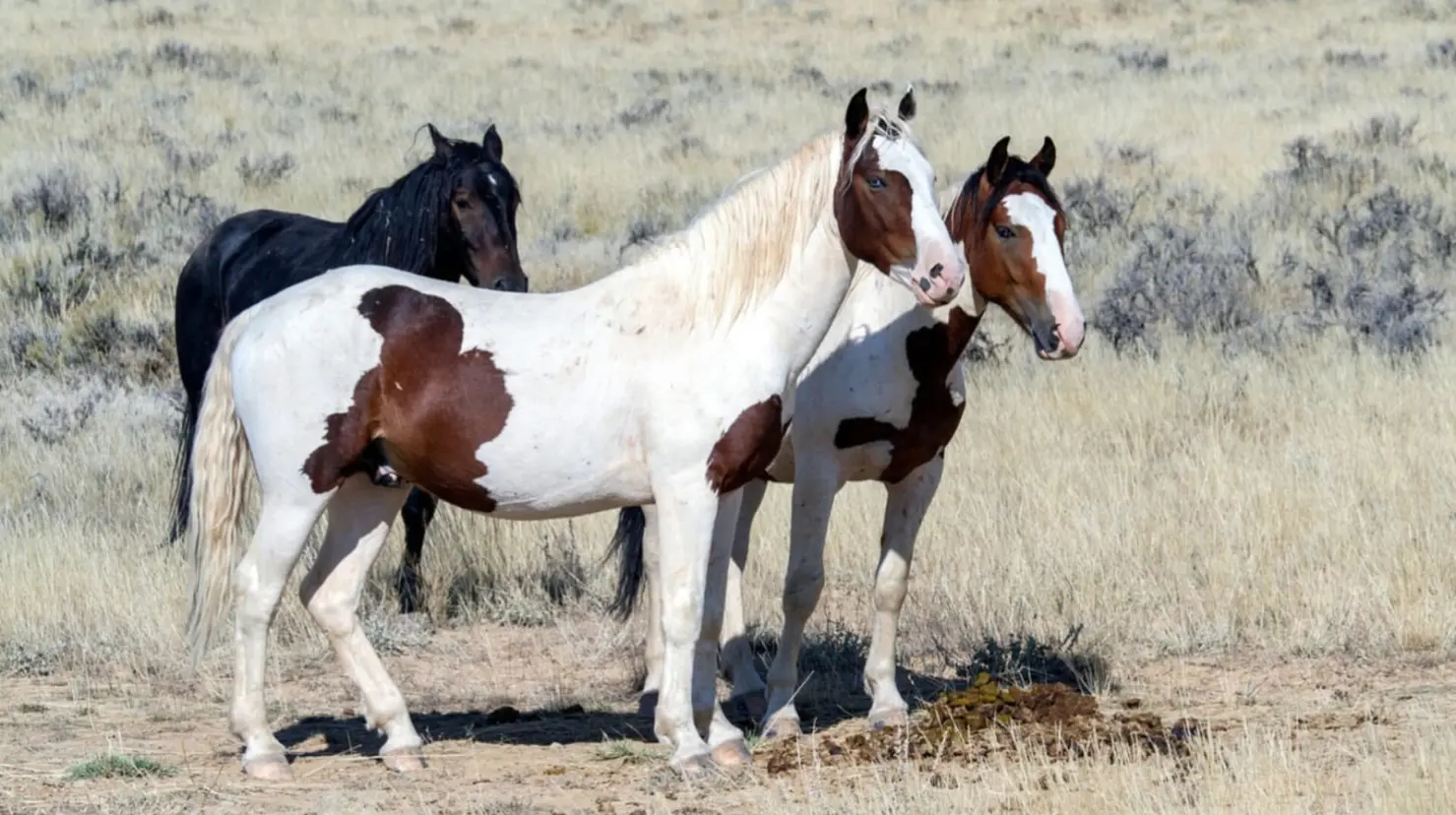 Foto: Pixabay | Conoce cuanto te podría costar por mes el cuidado de un caballo en Durango por especialistas.