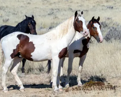 Esto te cuesta en Durango, por mes, el cuidado de un caballo por parte de especialistas