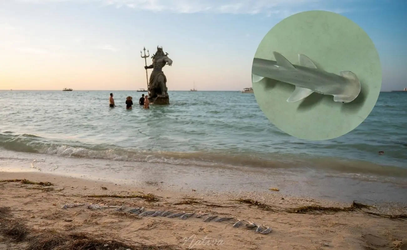 ¿Qué pasó con las crías de tiburón encontradas en Progreso? Foto: Canva | Nativa