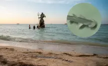 Hallan más de 30 crías de tiburón muertas en Progreso: ¿qué pasó en la costa yucateca?