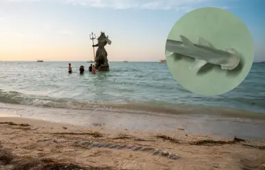 Hallan más de 30 crías de tiburón muertas en Progreso: ¿qué pasó en la costa yucateca?