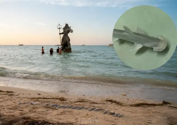 Hallan más de 30 crías de tiburón muertas en Progreso: ¿qué pasó en la costa yucateca?