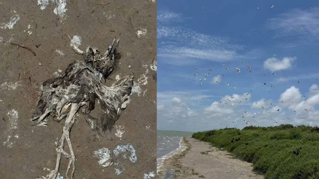 Muerte masiva de aves en isla de Tamaulipas genera alerta sanitaria