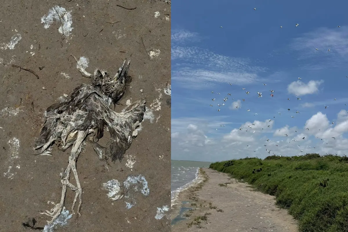 Especialistas temen influenza aviar tras hallar decenas de aves muertas en isla fronteriza de Tamaulipas