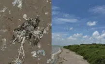 Muerte masiva de aves en isla de Tamaulipas genera alerta sanitaria
