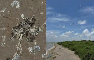 Muerte masiva de aves en isla de Tamaulipas genera alerta sanitaria
