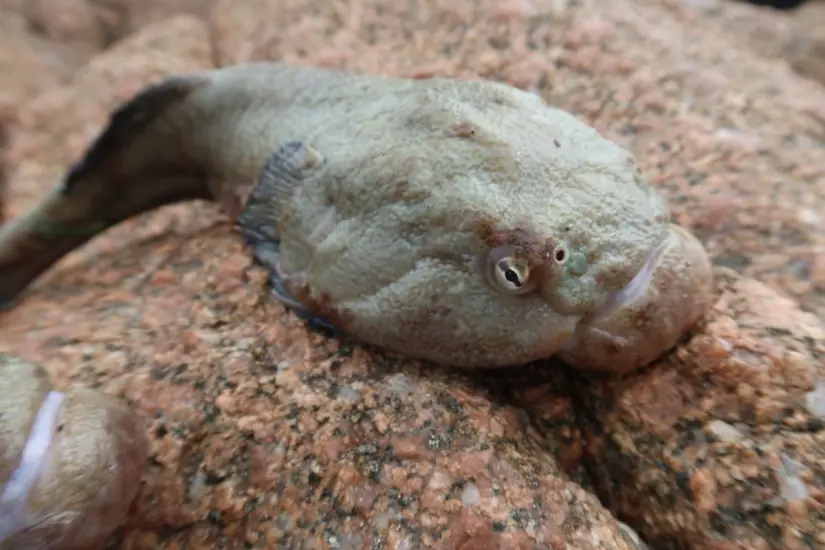 Foto: iNaturalist.org