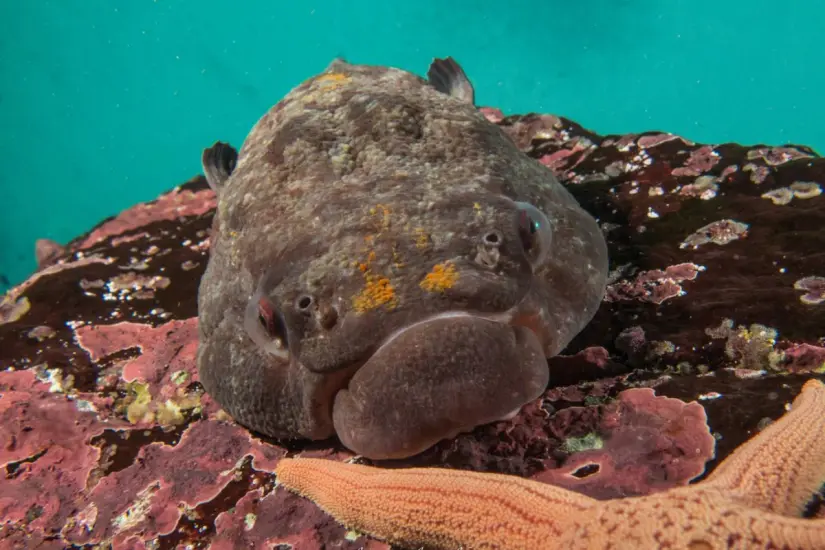 Foto: iNaturalist.org