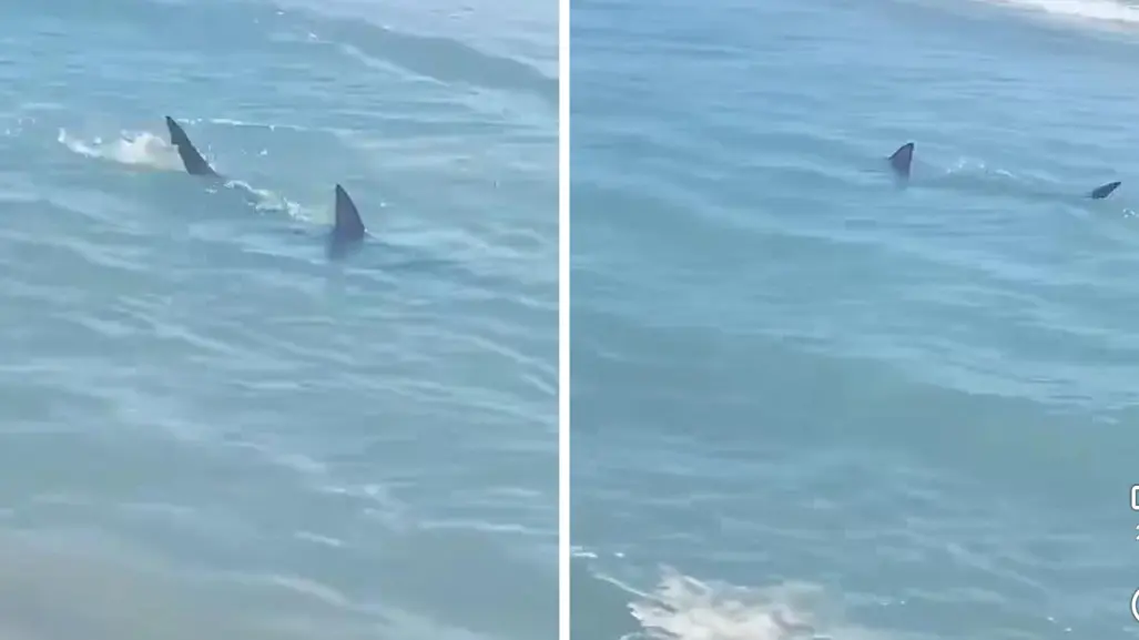 Reportan avistamientos de tiburones en esta playa de Texas