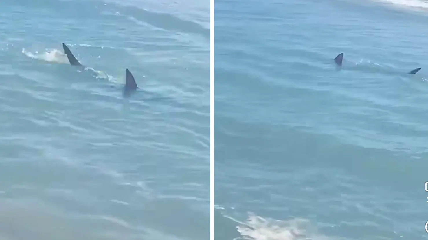 Reportan avistamientos de tiburones en esta playa de Texas. Foto: Facebook (Noticias Fronteradice)