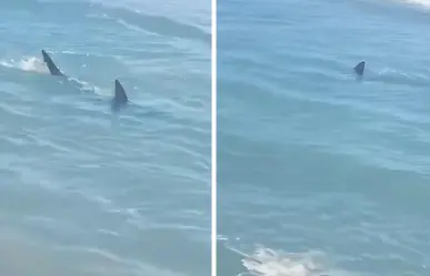 Reportan avistamientos de tiburones en esta playa de Texas