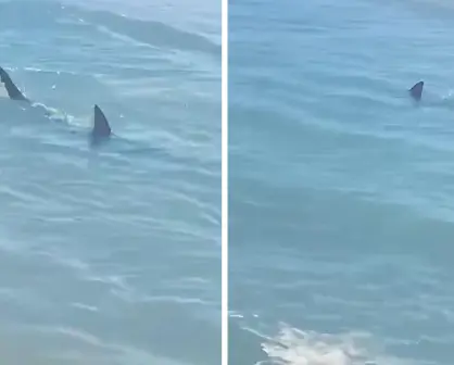 Reportan avistamientos de tiburones en esta playa de Texas