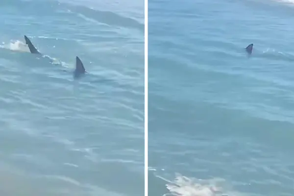 Reportan avistamientos de tiburones en esta playa de Texas
