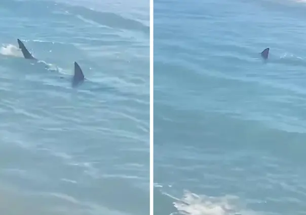 Reportan avistamientos de tiburones en esta playa de Texas
