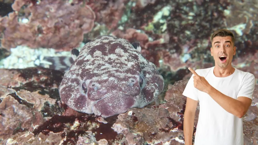 El pejesapo, el pez del que pocos han oído hablar en Baja California Sur