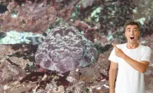 El pejesapo, el pez del que pocos han oído hablar en Baja California Sur