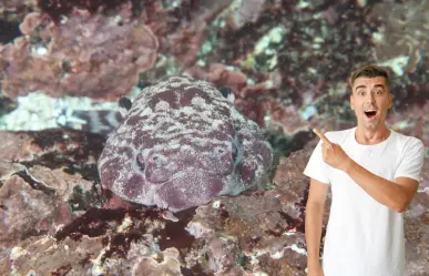 El pejesapo, el pez del que pocos han oído hablar en Baja California Sur