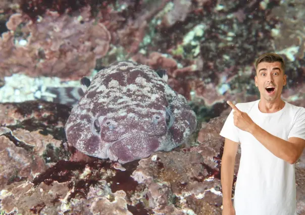 El pejesapo, el pez del que pocos han oído hablar en Baja California Sur