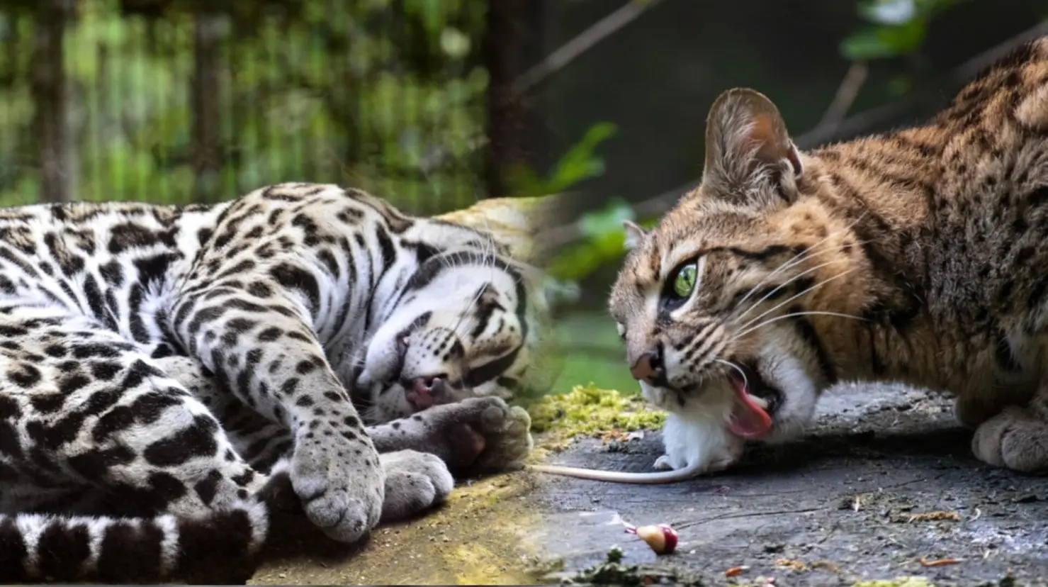 Foto Pixabay | Este es el pequeño felino nativo de Durango que se puede encontrar en los límites con Sinaloa.