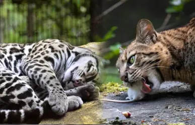 El pequeño felino nativo de Durango que habita en los límites con Sinaloa