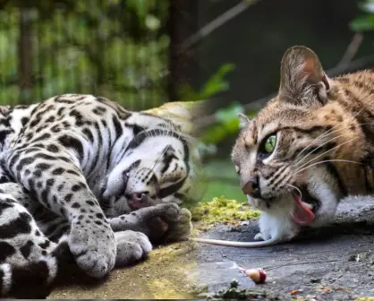 El pequeño felino nativo de Durango que habita en los límites con Sinaloa