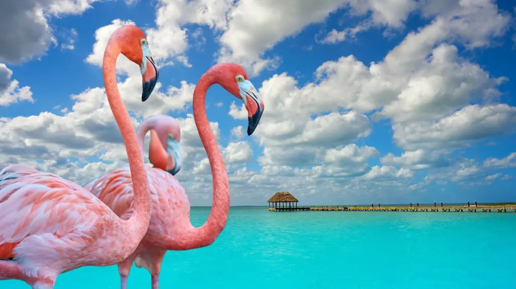 La bella Isla de Quintana Roo perfecta para admirar flamencos rosados