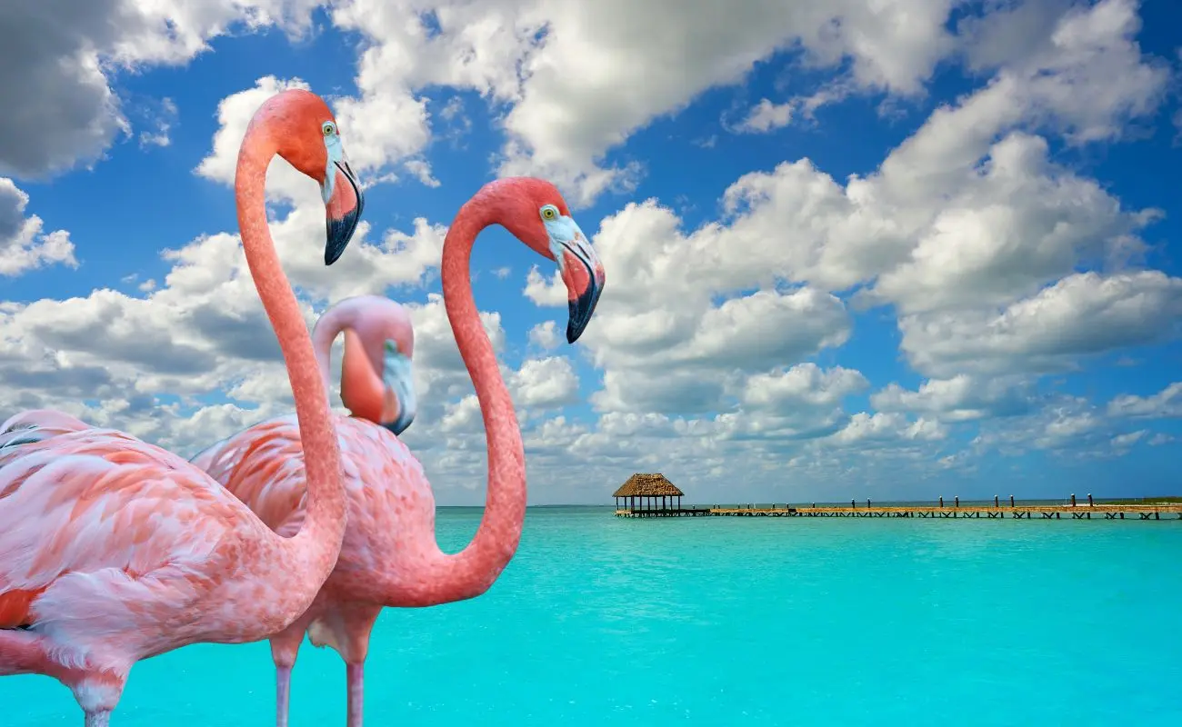 ¿Cuál es la mejor temporada para ver flamencos en Holbox? Foto: Canva