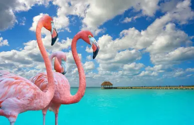 La bella Isla de Quintana Roo perfecta para admirar flamencos rosados