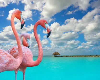 La bella Isla de Quintana Roo perfecta para admirar flamencos rosados