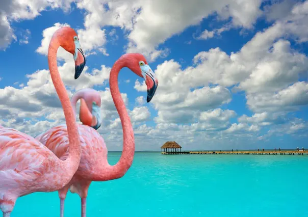 La bella Isla de Quintana Roo perfecta para admirar flamencos rosados