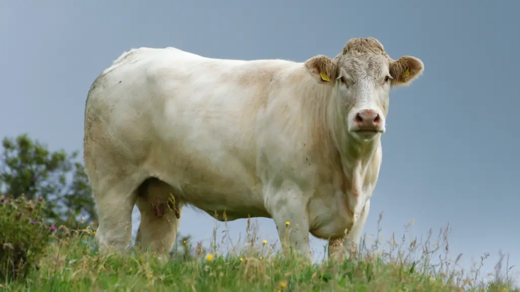 Ganado Charolais en Tamaulipas: historia, ventajas y expansión de una raza de alto rendimiento