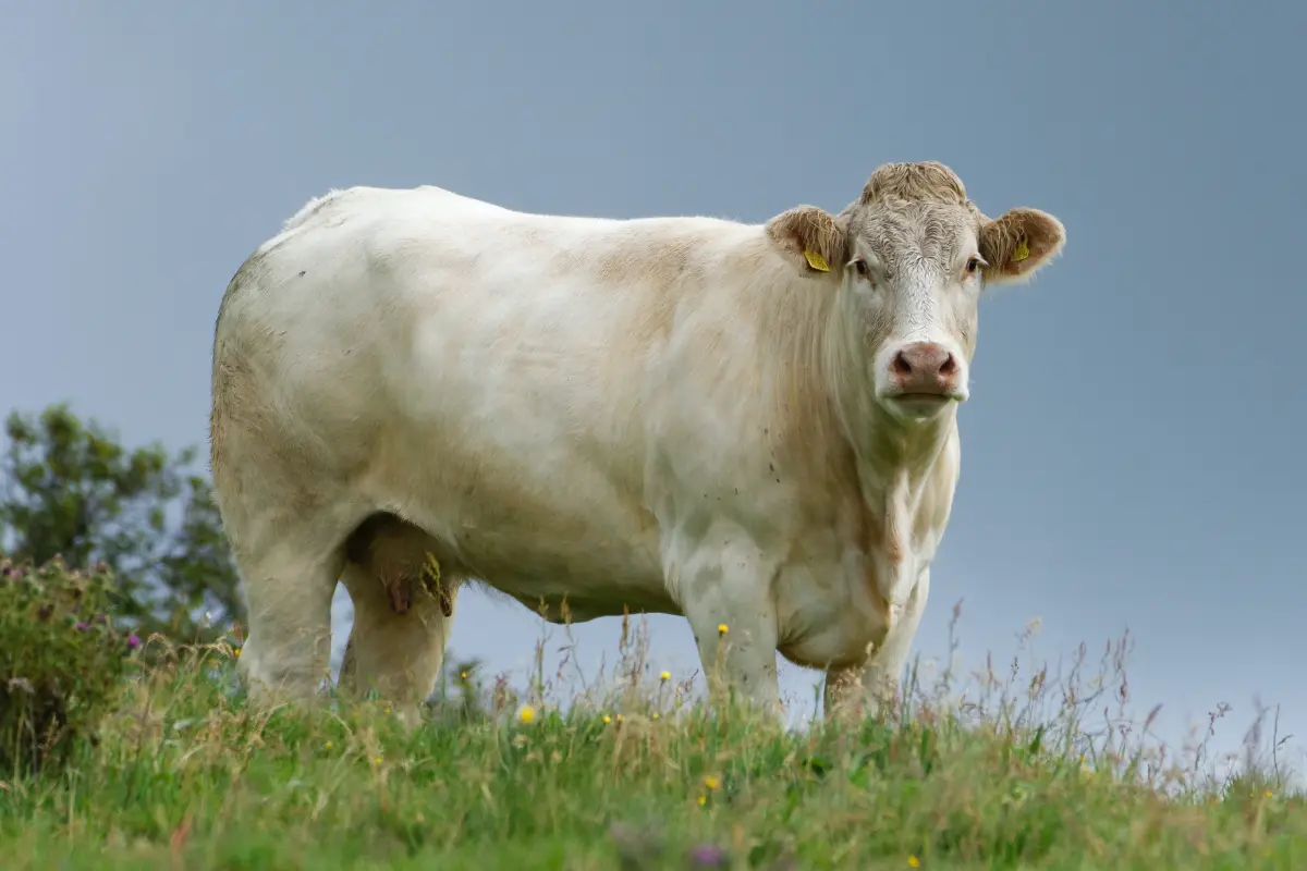 Ganado Charolais en Tamaulipas: historia, ventajas y expansión de una raza de alto rendimiento