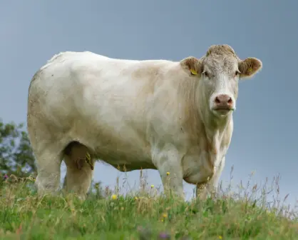 Ganado Charolais en Tamaulipas: historia, ventajas y expansión de una raza de alto rendimiento