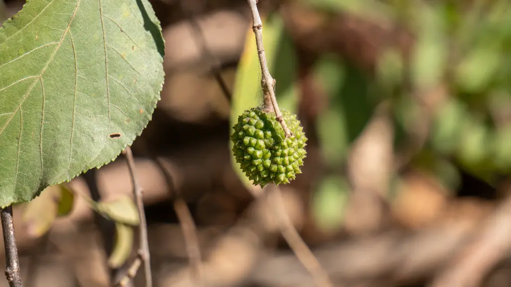 El árbol nativo de Durango cuyas hojas son útiles para alimentar al ganado durante sequías