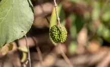 El árbol nativo de Durango cuyas hojas son útiles para alimentar al ganado durante sequías