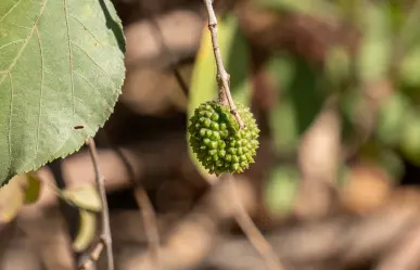 El árbol nativo de Durango cuyas hojas son útiles para alimentar al ganado durante sequías