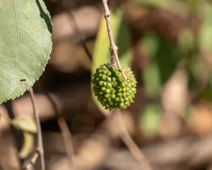 El árbol nativo de Durango cuyas hojas son útiles para alimentar al ganado durante sequías