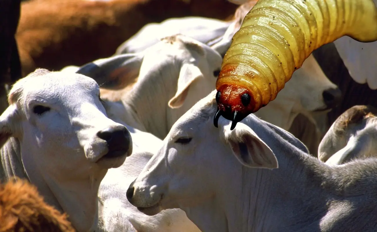 ¿Qué es el gusano barrenador y cómo afecta a los animales? Foto: Canva