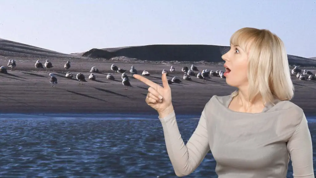 Isla de Patos, el lugar donde aves migratorias descansan en Baja California Sur