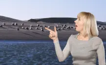 Isla de Patos, el lugar donde aves migratorias descansan en Baja California Sur