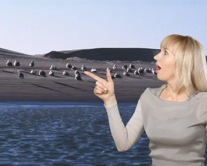 Isla de Patos, el lugar donde aves migratorias descansan en Baja California Sur