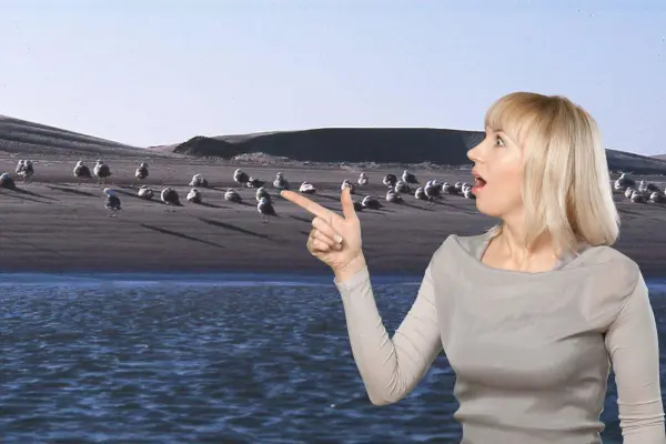 Isla de Patos, el lugar donde aves migratorias descansan en Baja California Sur