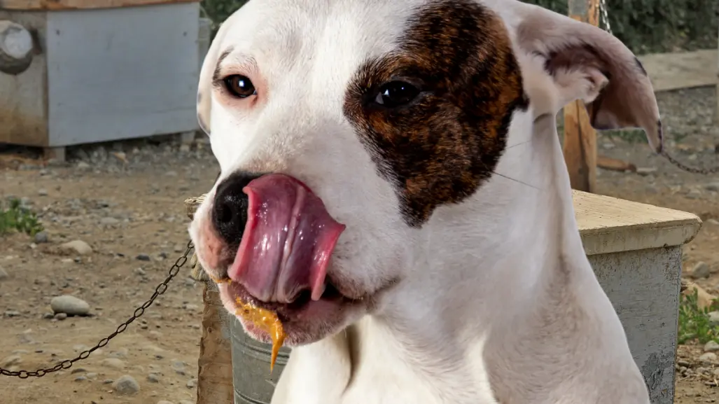 Policía Ecológica atiende reporte de maltrato animal en Kanasín
