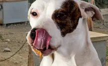 Policía Ecológica atiende reporte de maltrato animal en Kanasín