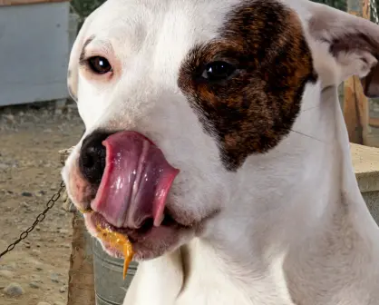 Policía Ecológica atiende reporte de maltrato animal en Kanasín