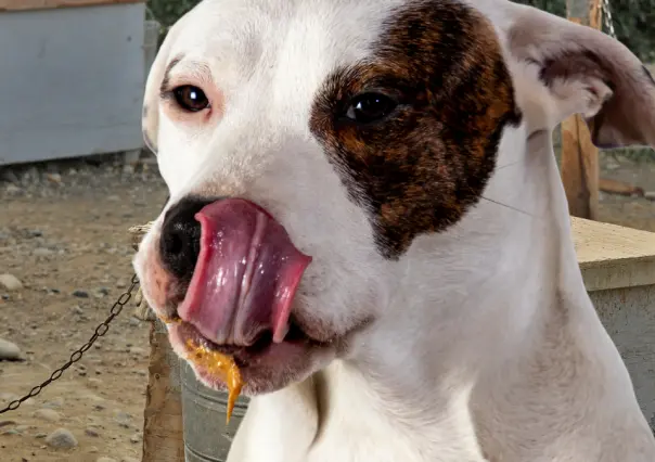 Policía Ecológica atiende reporte de maltrato animal en Kanasín
